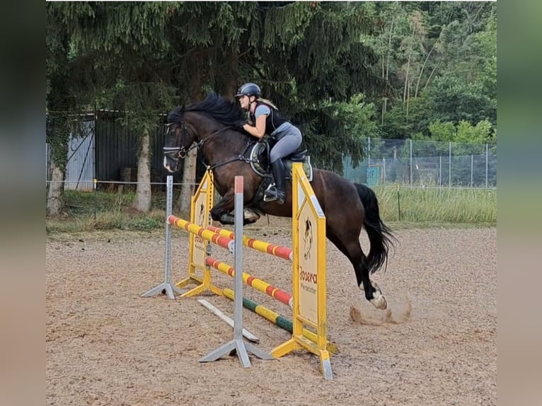 Connemara Wallach 13 Jahre 148 cm Rappe in Bürgstadt