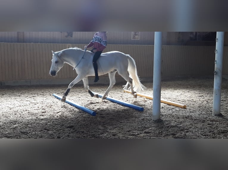 Connemara Mix Wallach 13 Jahre 148 cm Schimmel in Biel-Benken BL