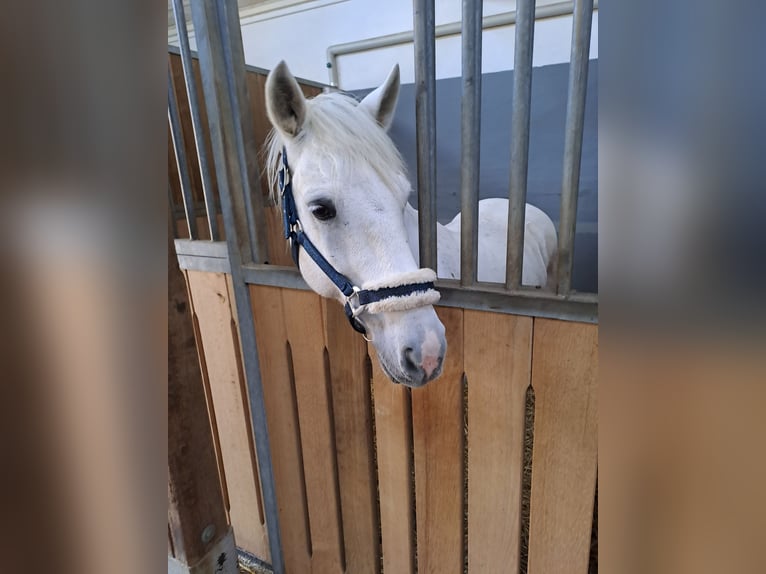 Connemara Mix Wallach 13 Jahre 148 cm Schimmel in Biel-Benken BL