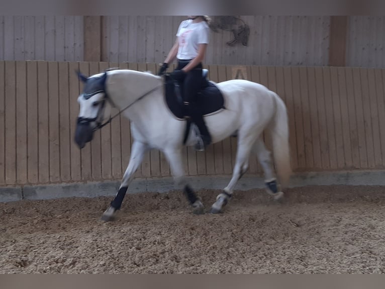 Connemara Mix Wallach 13 Jahre 148 cm Schimmel in Biel-Benken BL
