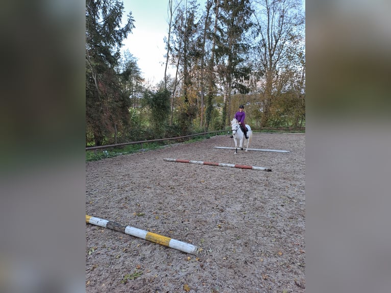 Connemara Mix Wallach 13 Jahre 148 cm Schimmel in Biel-Benken BL