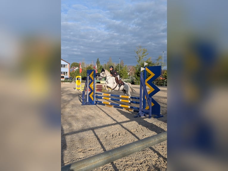 Connemara Wallach 13 Jahre 148 cm Schimmel in Lülsfeld
