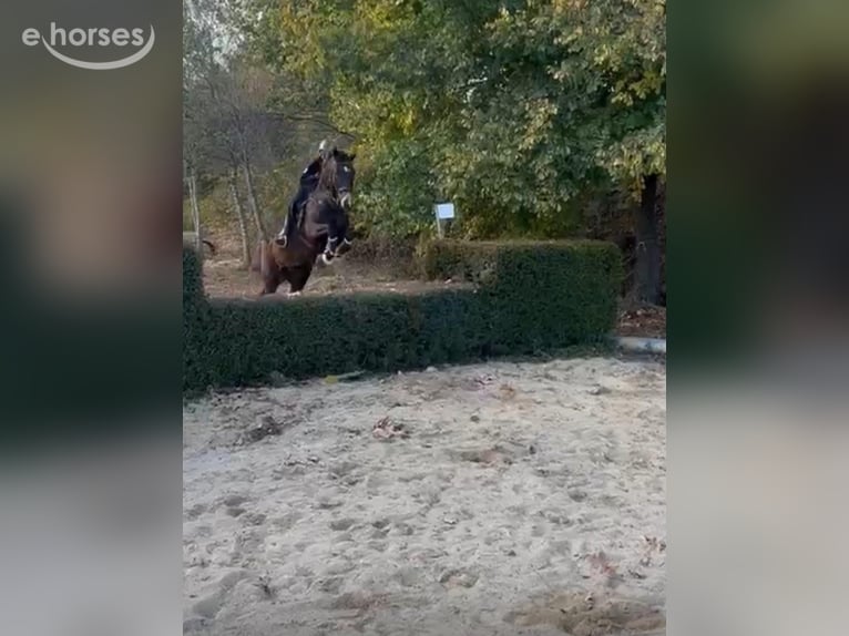 Connemara Wallach 13 Jahre 149 cm Buckskin in Traveses (Partida)