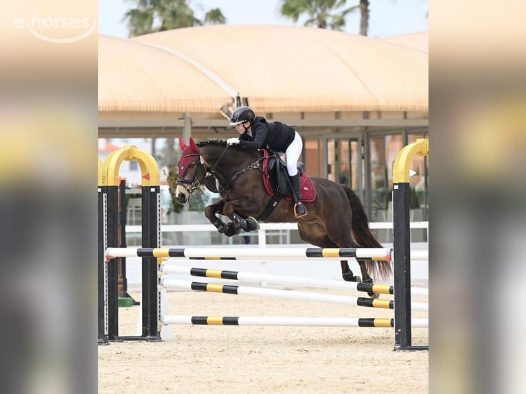 Connemara Wallach 13 Jahre 149 cm Buckskin in Traveses (Partida)