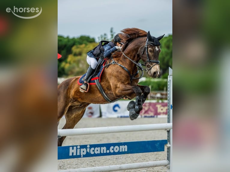 Connemara Wallach 13 Jahre 149 cm Buckskin in Traveses (Partida)