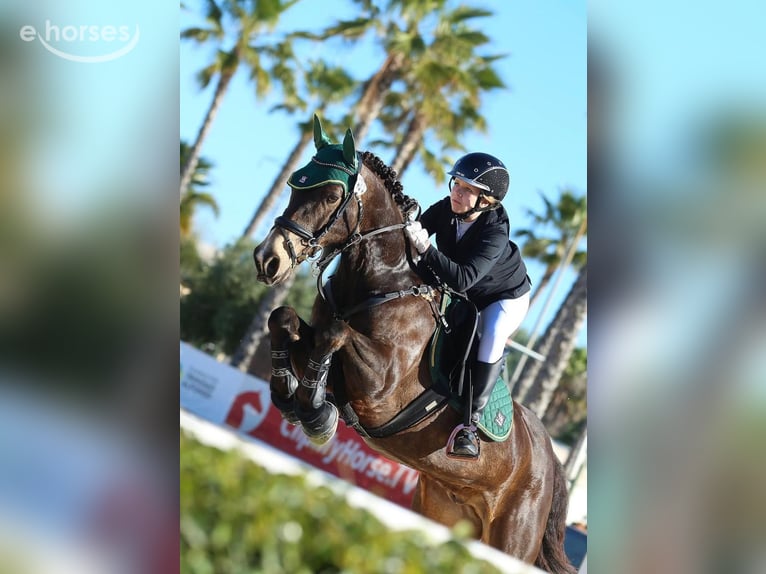 Connemara Wallach 13 Jahre 149 cm Buckskin in Traveses (Partida)