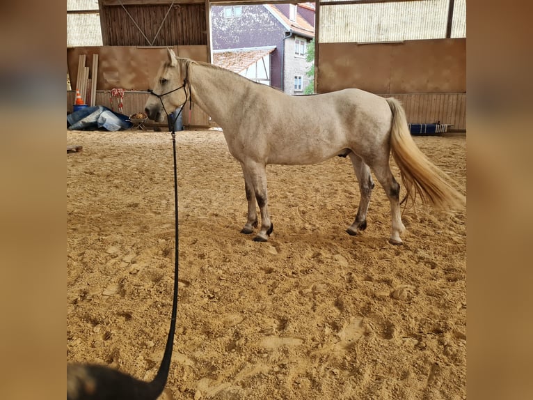 Connemara Wallach 13 Jahre 152 cm Schimmel in Bad Orb
