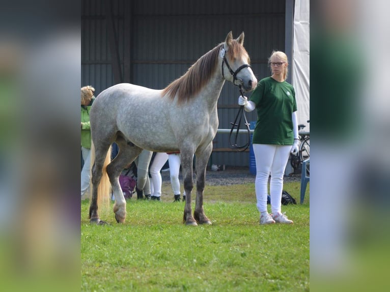 Connemara Wallach 13 Jahre 152 cm Schimmel in Bad Orb