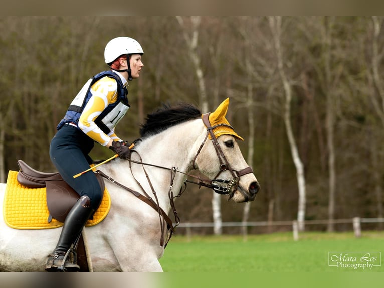 Connemara Mix Wallach 13 Jahre 153 cm Buckskin in Enter