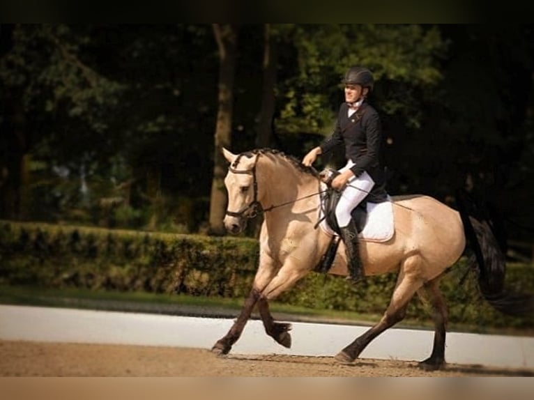 Connemara Mix Wallach 13 Jahre 153 cm Buckskin in Enter