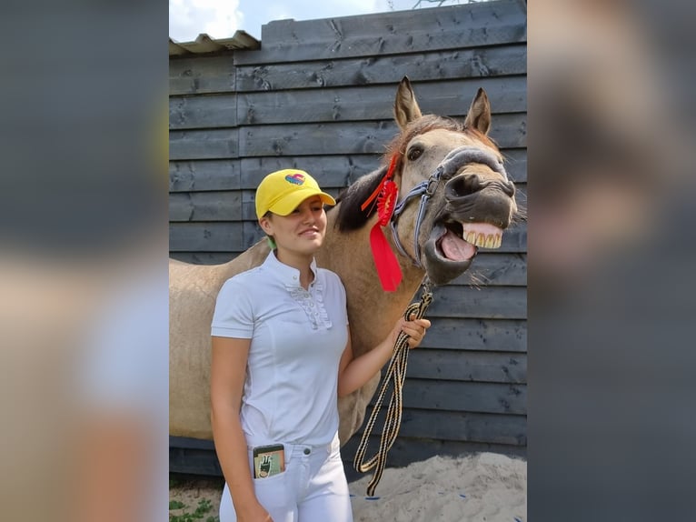 Connemara Mix Wallach 13 Jahre 153 cm Buckskin in Enter