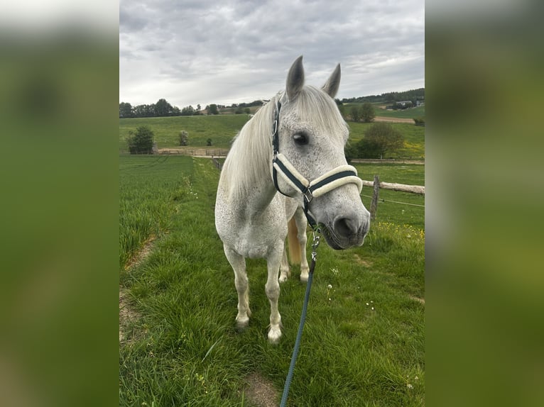 Connemara Wallach 13 Jahre 154 cm Fliegenschimmel in Eschelbach-Sinsheim