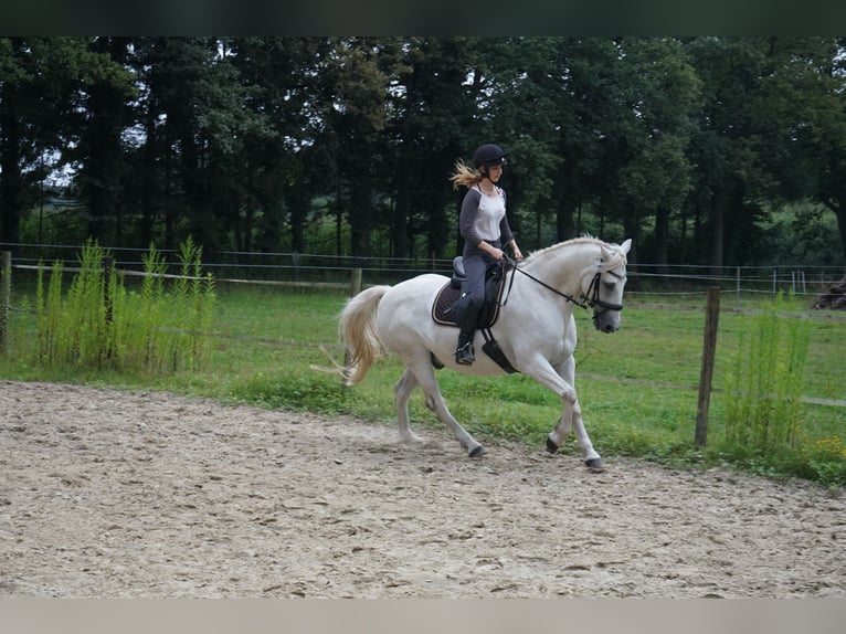 Connemara Mix Wallach 13 Jahre 154 cm Schimmel in M&#xFC;nster