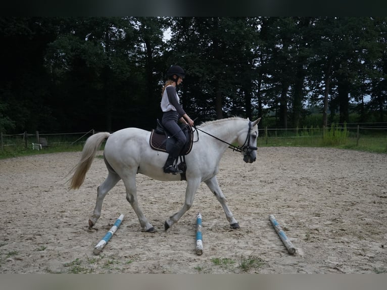 Connemara Mix Wallach 13 Jahre 154 cm Schimmel in M&#xFC;nster