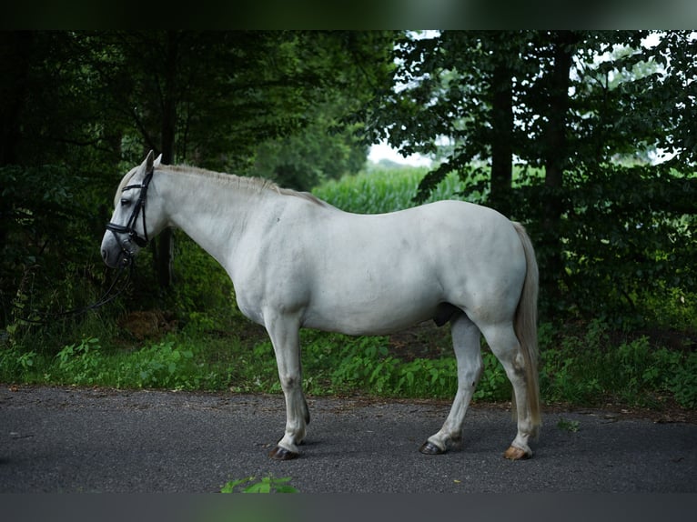 Connemara Mix Wallach 13 Jahre 154 cm Schimmel in M&#xFC;nster