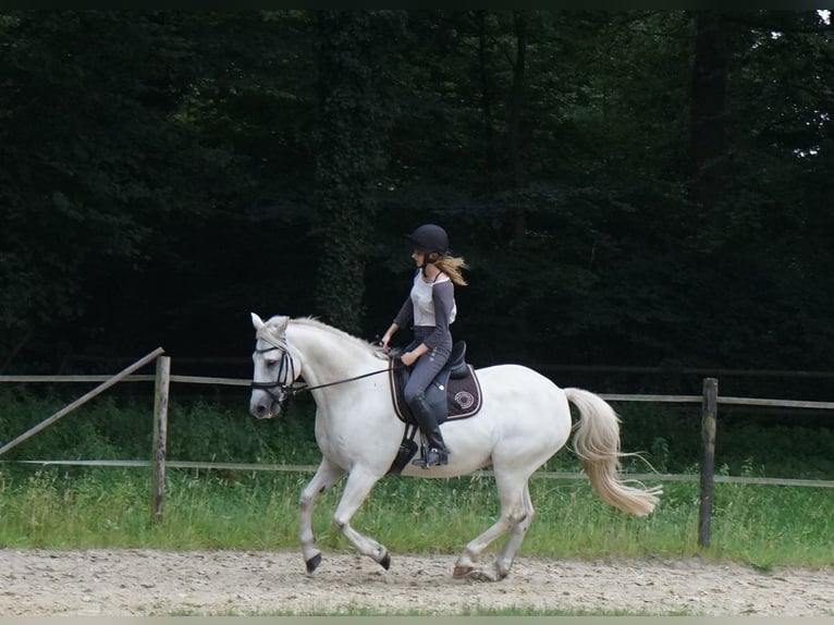 Connemara Mix Wallach 13 Jahre 154 cm Schimmel in M&#xFC;nster
