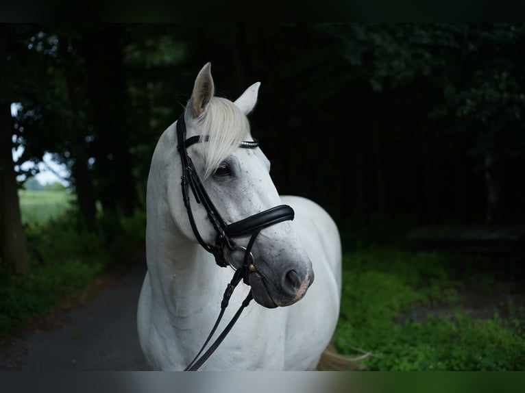 Connemara Mix Wallach 13 Jahre 154 cm Schimmel in M&#xFC;nster