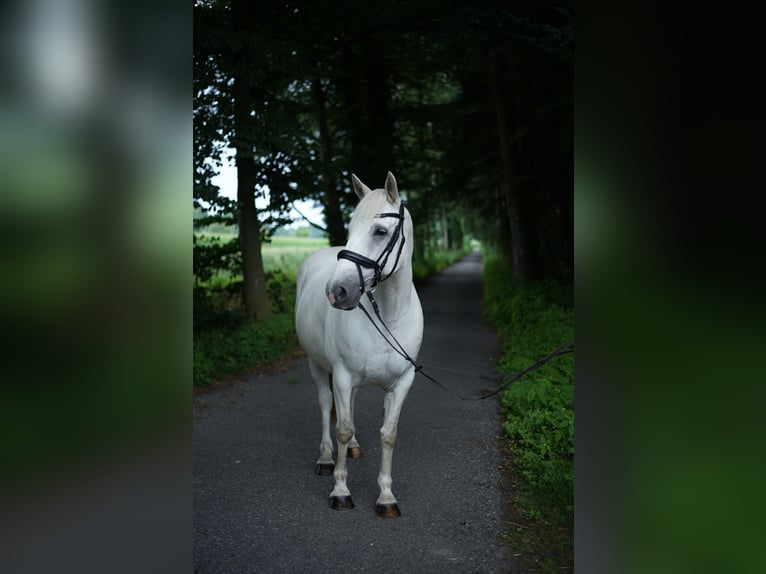 Connemara Mix Wallach 13 Jahre 154 cm Schimmel in M&#xFC;nster