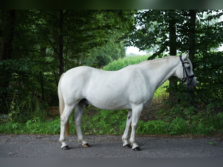 Connemara Mix Wallach 13 Jahre 154 cm Schimmel in M&#xFC;nster