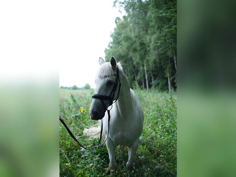 Connemara Mix Wallach 13 Jahre 154 cm Schimmel in M&#xFC;nster
