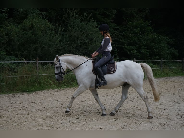 Connemara Mix Wallach 13 Jahre 154 cm Schimmel in M&#xFC;nster