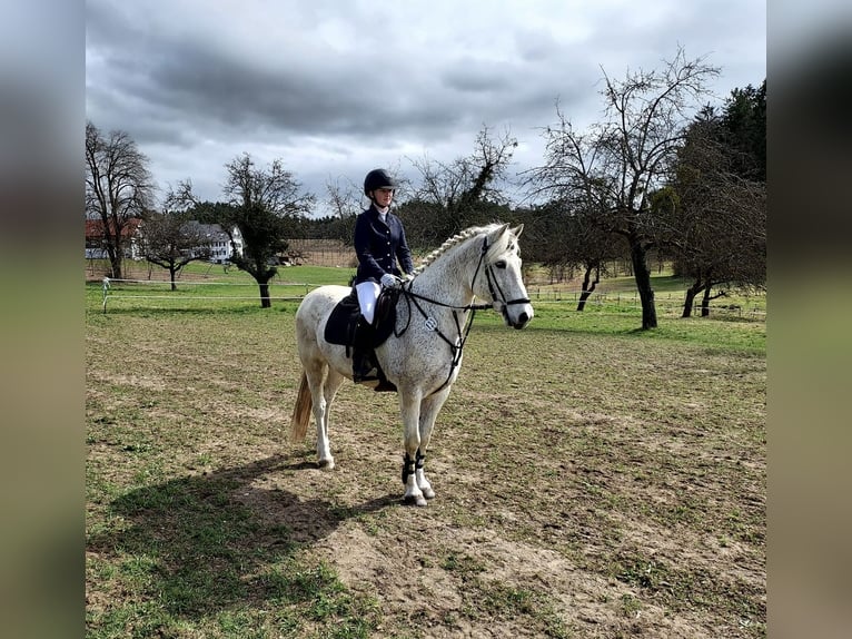 Connemara Wallach 13 Jahre 156 cm Schimmel in Berg