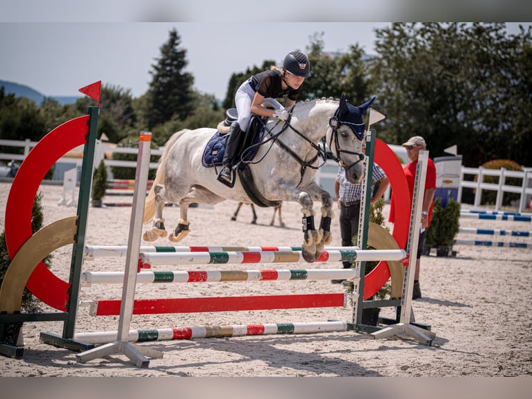 Connemara Wallach 14 Jahre 143 cm Apfelschimmel in Neckartailfingen