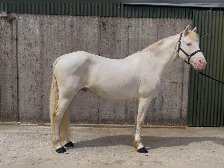 Connemara Wallach 14 Jahre 148 cm Cremello in Sligo