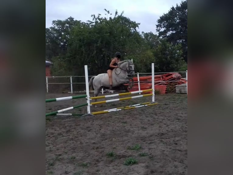 Connemara Wallach 14 Jahre 148 cm Fliegenschimmel in Hopsten