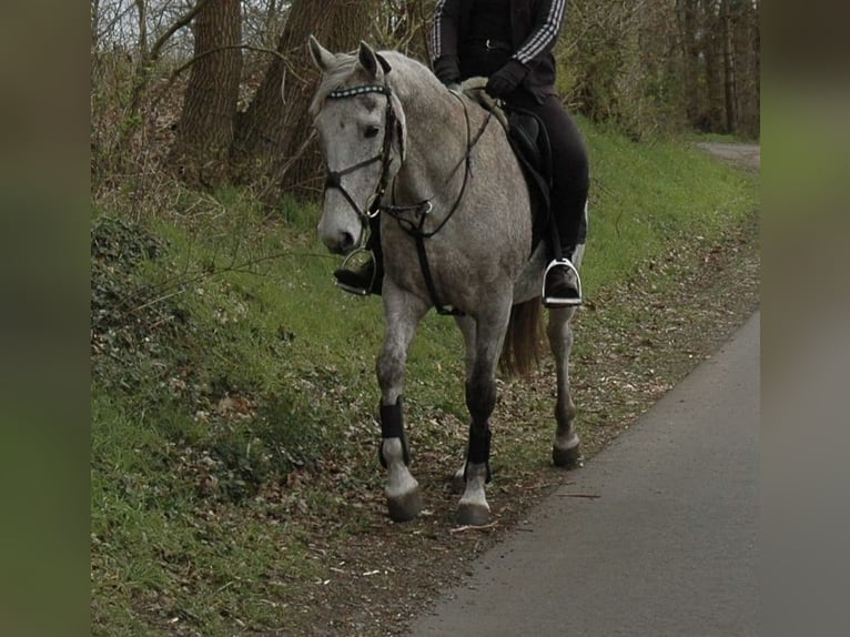 Connemara Wallach 14 Jahre 148 cm Fliegenschimmel in Hopsten