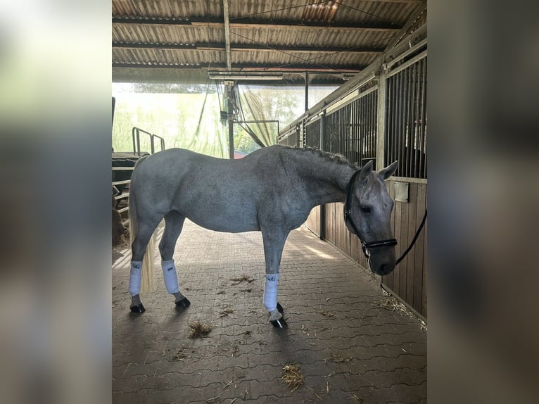 Connemara Wallach 14 Jahre 148 cm Fliegenschimmel in Hopsten