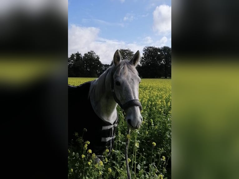 Connemara Wallach 14 Jahre 148 cm Fliegenschimmel in Hopsten