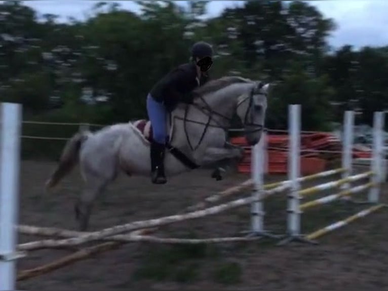 Connemara Wallach 14 Jahre 148 cm Fliegenschimmel in Hopsten