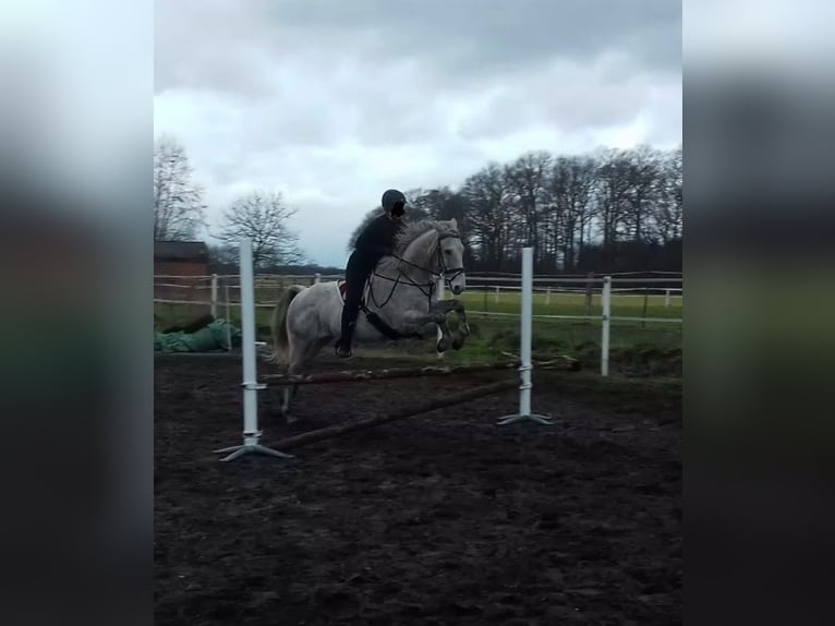 Connemara Wallach 14 Jahre 148 cm Fliegenschimmel in Hopsten