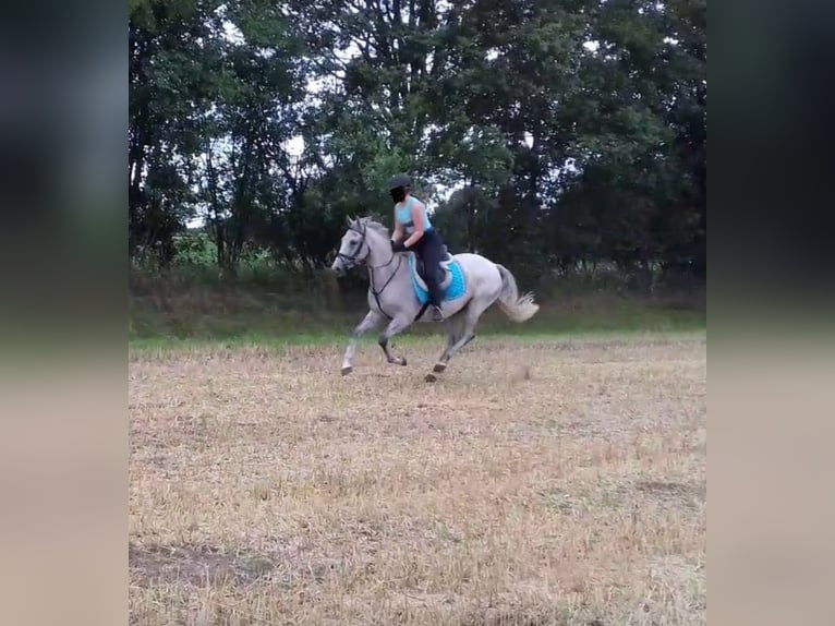 Connemara Wallach 14 Jahre 148 cm Fliegenschimmel in Hopsten