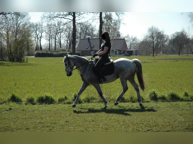Connemara Wallach 14 Jahre 148 cm Fliegenschimmel in Hopsten
