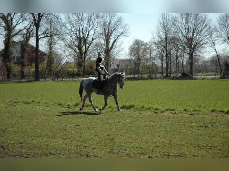 Connemara Wallach 14 Jahre 148 cm Fliegenschimmel in Hopsten