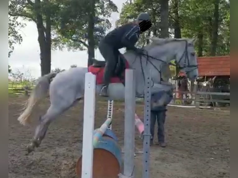 Connemara Wallach 14 Jahre 148 cm Fliegenschimmel in Hopsten