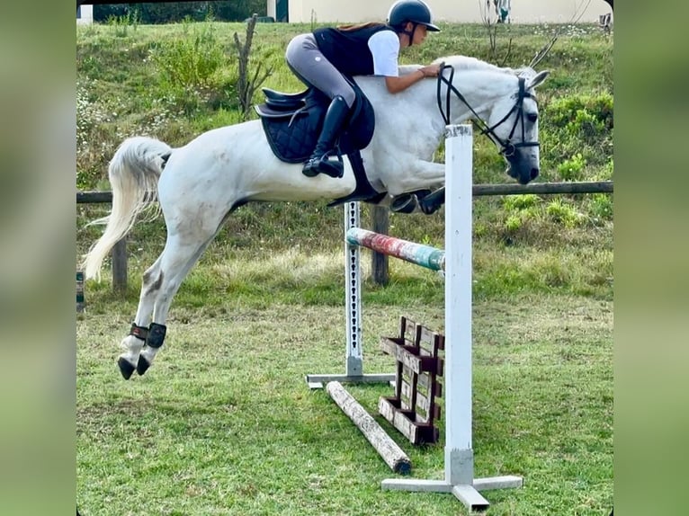 Connemara Wallach 14 Jahre 148 cm Schimmel in Bologna