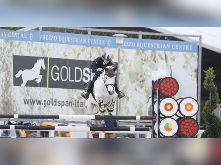 Connemara Wallach 14 Jahre 148 cm Schimmel in Bologna