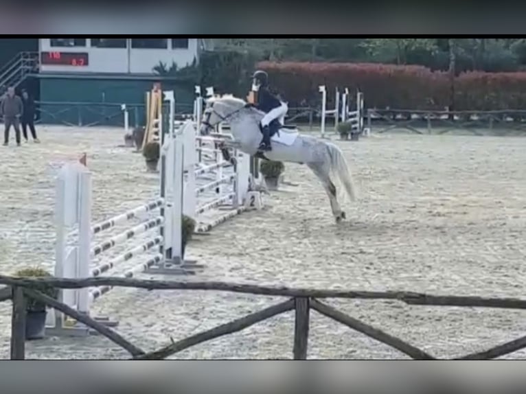 Connemara Wallach 14 Jahre 148 cm Schimmel in Gockhausen