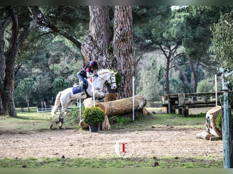 Connemara Wallach 14 Jahre 148 cm Schimmel in Gockhausen