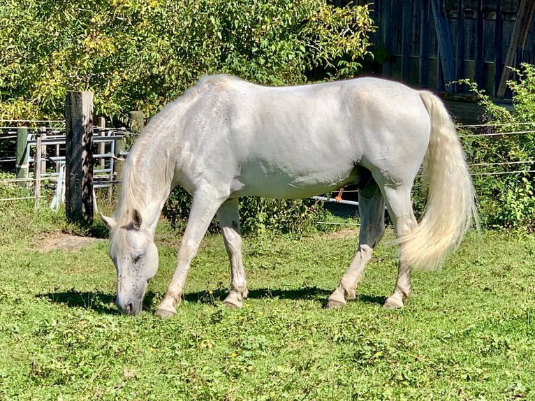Connemara Wallach 14 Jahre 148 cm Schimmel in Gockhausen
