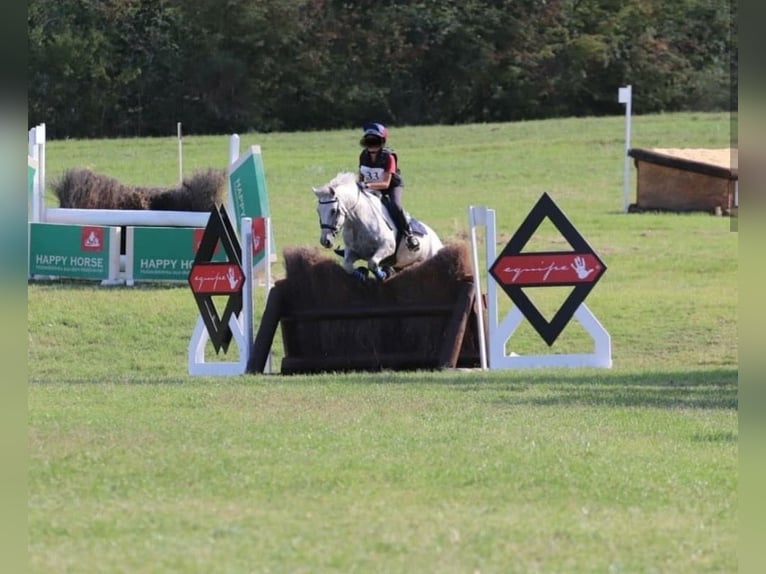Connemara Wallach 14 Jahre 148 cm Schimmel in Gockhausen