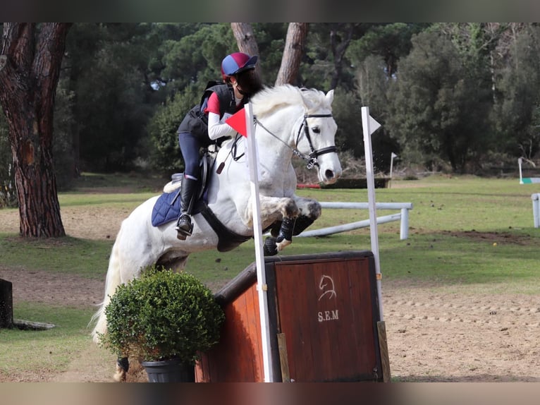 Connemara Wallach 14 Jahre 148 cm Schimmel in Gockhausen