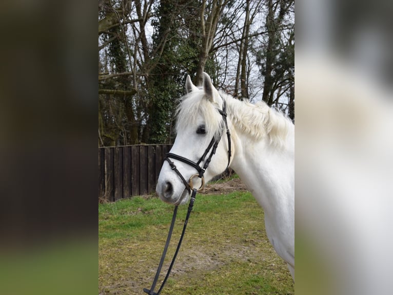 Connemara Mix Wallach 14 Jahre 152 cm Schimmel in Hattingen