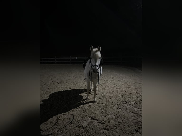 Connemara Mix Wallach 14 Jahre 152 cm Schimmel in Hattingen