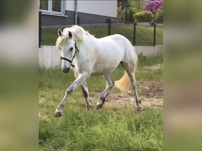 Connemara Mix Wallach 14 Jahre 152 cm Schimmel in Hattingen