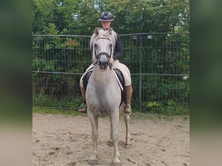 Connemara Wallach 14 Jahre 154 cm Fliegenschimmel in Lage
