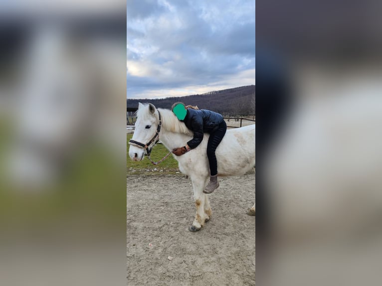 Connemara Wallach 15 Jahre 148 cm Schimmel in Pressbaum